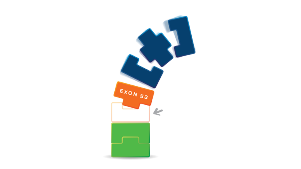 Diagram showing a DMD gene mutation a break in the exon chain where exon 53 has lost its connecting partner, preventing dystrophin production