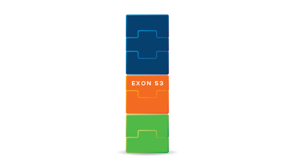Diagram showing a healthy DMD gene, numbered exon blocks fitting together to produce full-length dystrophin protein.