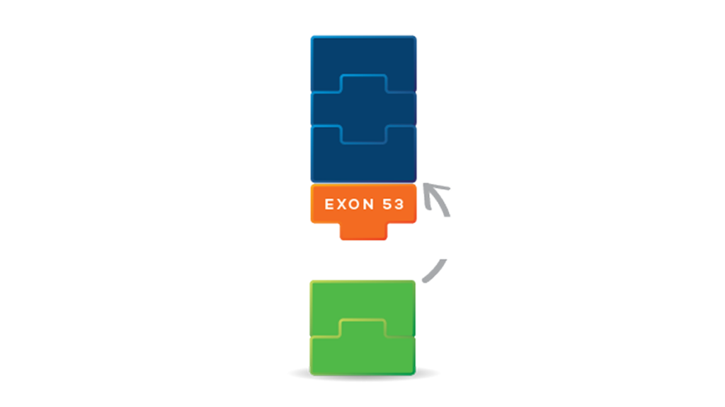 Diagram showing exon 53 skipping VILTEPSO skips the orange exon 53 block so the green and blue exon blocks can reconnect